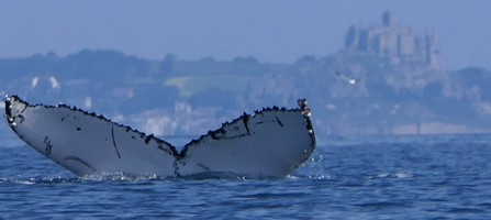 Humpback whale in Mounts Bay