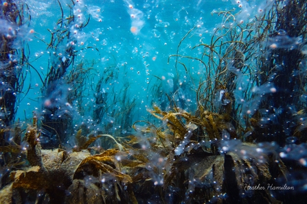 Salps off Porthcurno