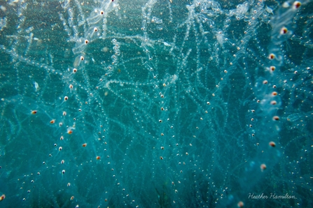 Salps off Porthcurno