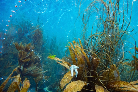 Salps off Porthcurno