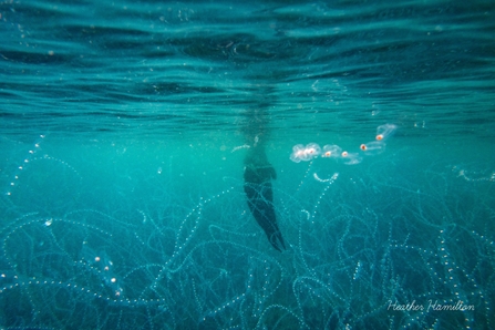 Salps off Porthcurno