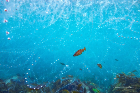 Salps off Porthcurno