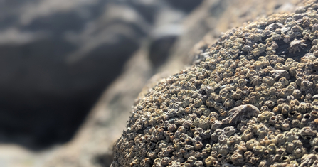 The pocked surface of acorn barnacles