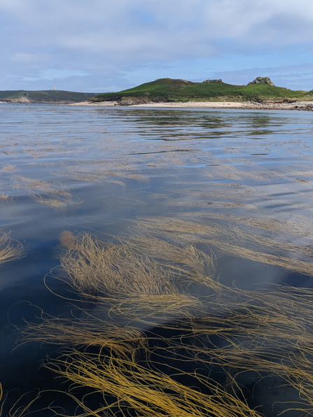 An underwater forest of thongweed