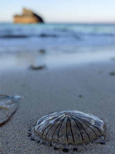 A compass jellyfish