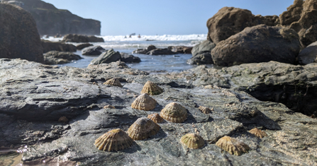 The pimpled forms of limpets