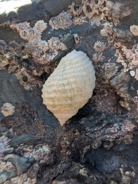 The decorative swirling shell of a dog whelk