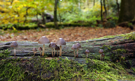 Clustered bonnet, Trevaylor Woods