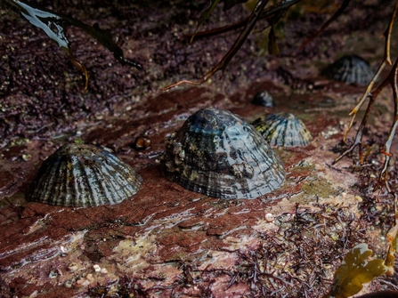 Limpets