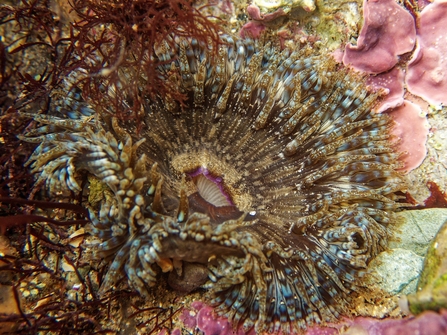 Daisy anemone found in Looe