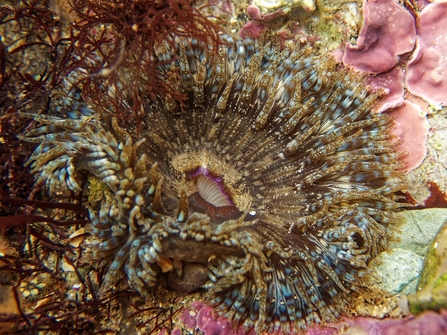 Daisy anemone found in Looe