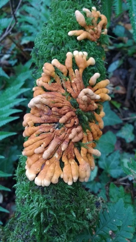 Hazel gloves fungus at Helman Tor nature reserve