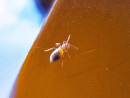 Marine bug