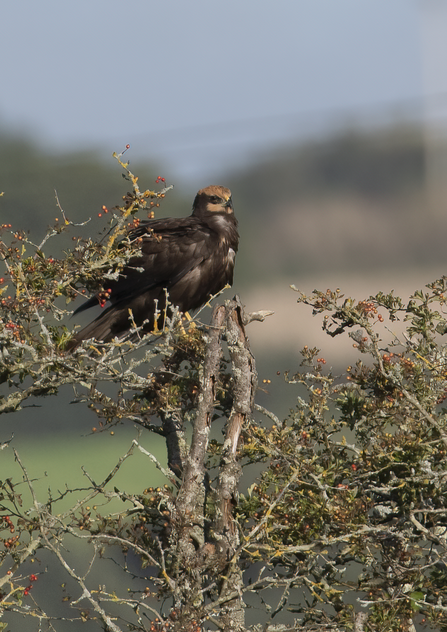 Juvenile marsh harrier