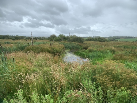 Middle Amble Marsh