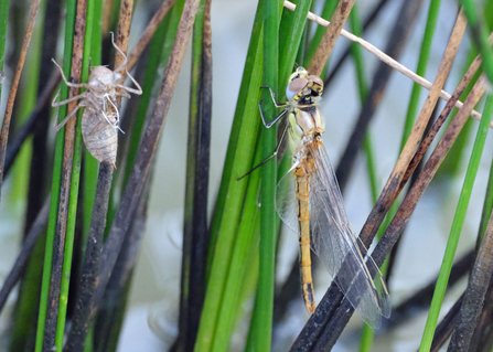 Freshly emerged red veined darter and exuviae