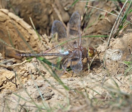 Male adult vagrant emperor (Dougy Wright at Windmill Farm)