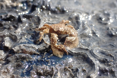 Broad clawed porcelain crab