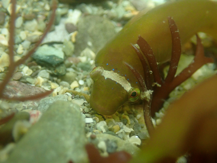 Small headed clingfish