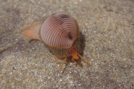 Spotted cowrie