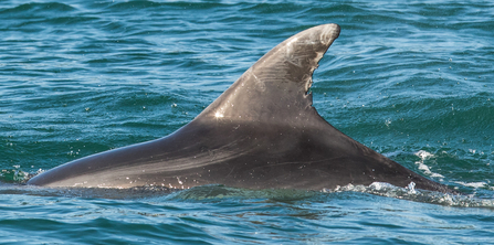 Bottlenose dolphin in Falmouth Bay