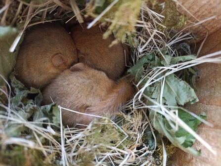 Hazel dormice in box. Image by Laura Snell