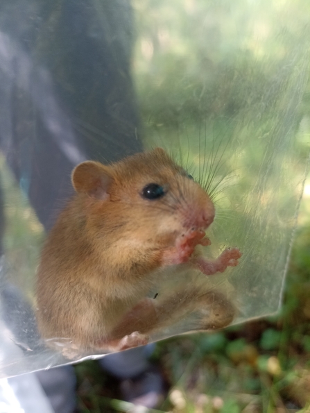 Hazel dormouse by Laura Snell