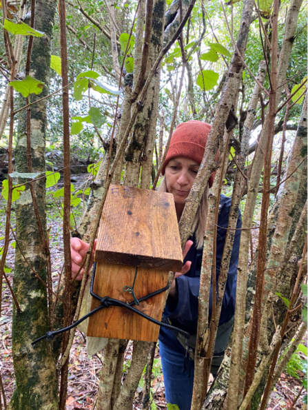 Hazel dormouse checking at Helman Tor