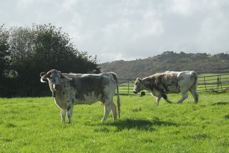 Longhorn cattle arrive at Helman Tor