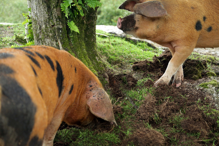 Pigs at Helman Tor