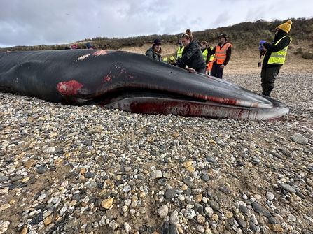 Fin whale stranding, Fistral beach