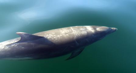 Bottlenose dolphin in Newquay