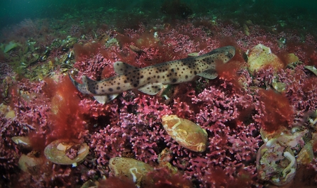 Baby bull huss on maerl. Image Matt Slater.