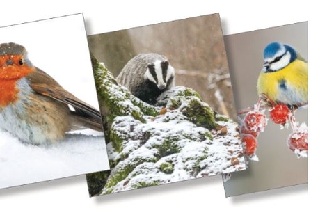 Cornwall Wildlife Trust Christmas cards