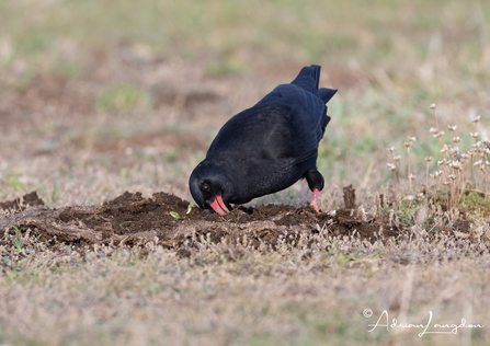 Cornish chough feeding on cow pat. Image by Adrian Langdon