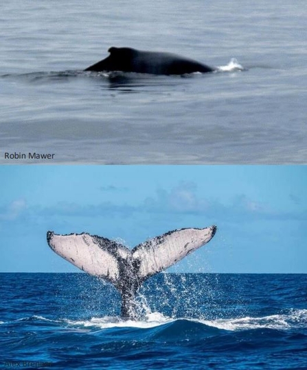 Humpback whale 'Helen Chadwick'