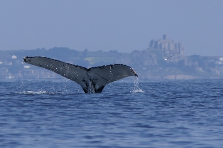 Humpback whale in Mounts Bay, Cornwall