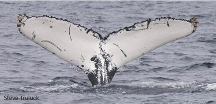 Humpback whale 'Pi'