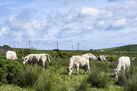 Rare breed cattle at Bostraze. Image by Ben Watkins