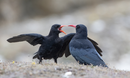  Cornish choughs