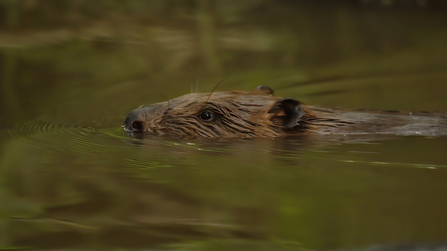 Beaver