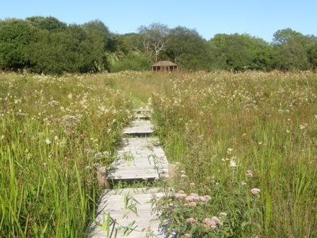 Higher Trenedden, Open Gardens 2023