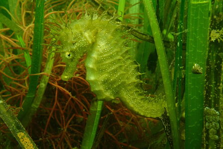 A close-up of a spiny seahorse in seagrass.