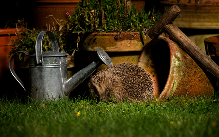 A hedgehog in front of a tipped-over terracotta pot, beside a metal watering can and a wooden-handle axe, on a grassy surface at night.
