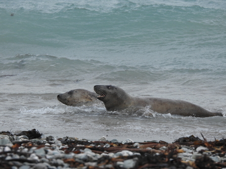 Two grey seals playing in the surf on a pebble beach