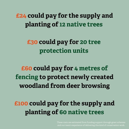A graphic breaking down the costs to restore temperate rainforests: £24 could pay for the supply and planting of 12 native trees; £30 could pay for 20 tree protection units; £60 could pay for 4 metres of fencing to protect newly created woodland from deer browsing; and £100 could pay for the supply and planting of 60 native trees