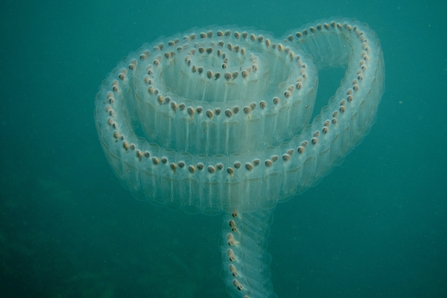 Spiral sea salps, West Cornwall