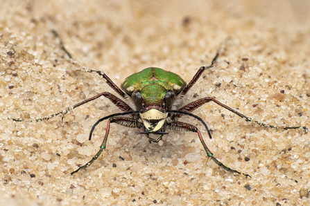 Green tiger beetle, Gwithian Towans beach