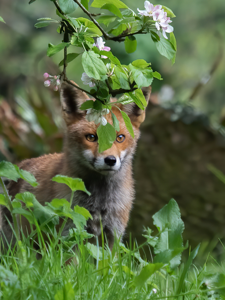 Fox in Long Rock Garden