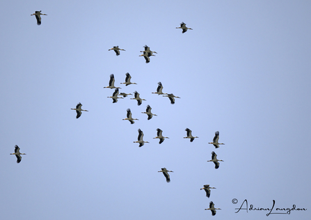 Storks flying overhead in a grey/blue sky